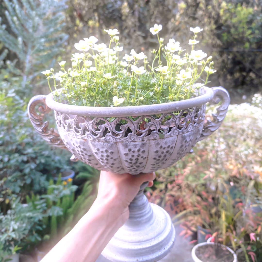 阿波罗花园Apollo'sGarden