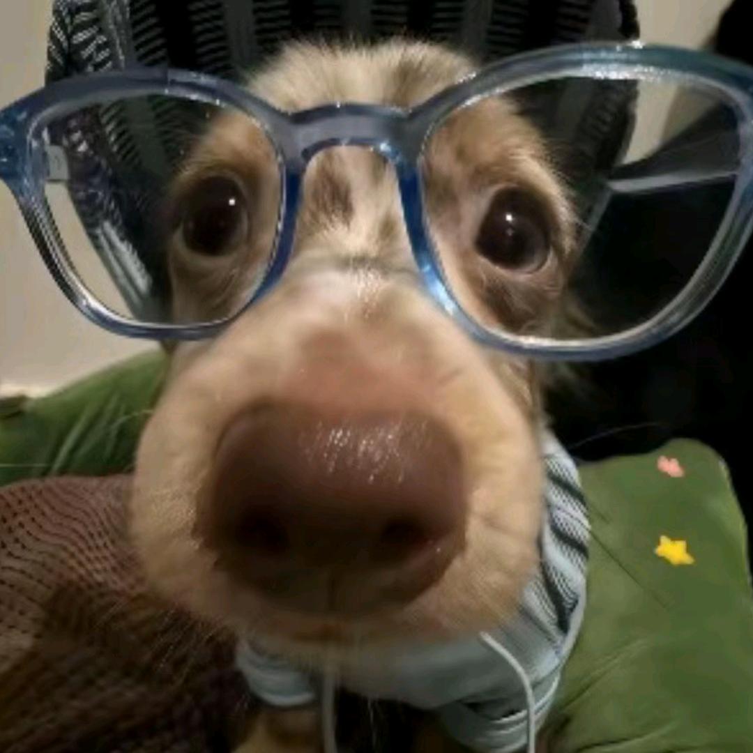 山西开心果#82480