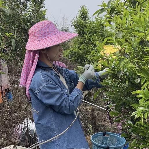 茶嫂单丛(茶叶)