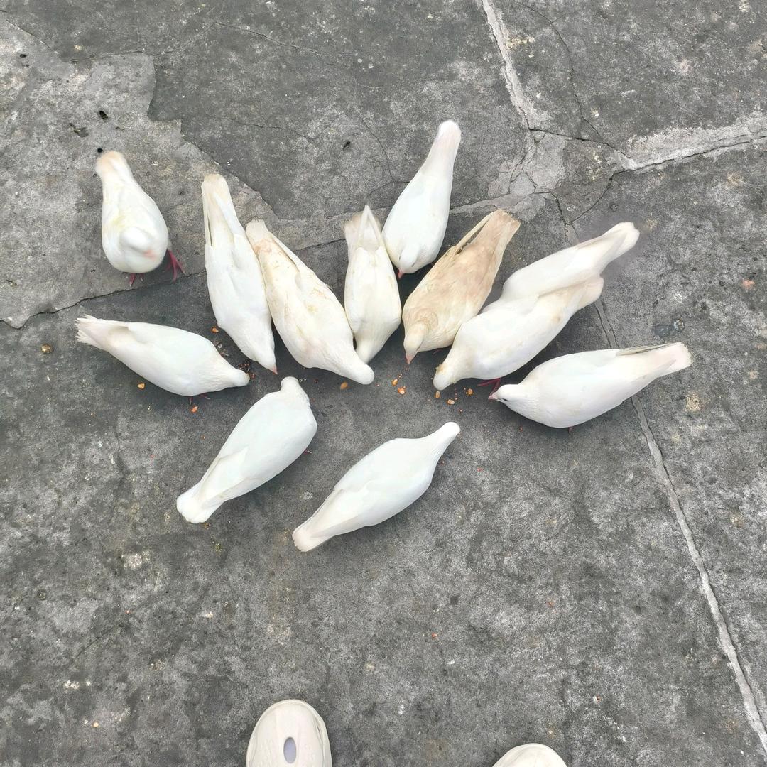 蛊惑