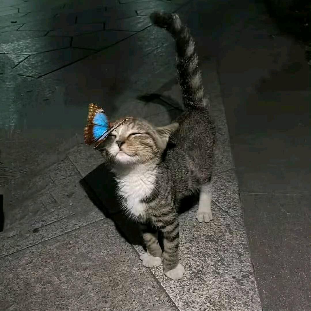 荼蘼花貓-