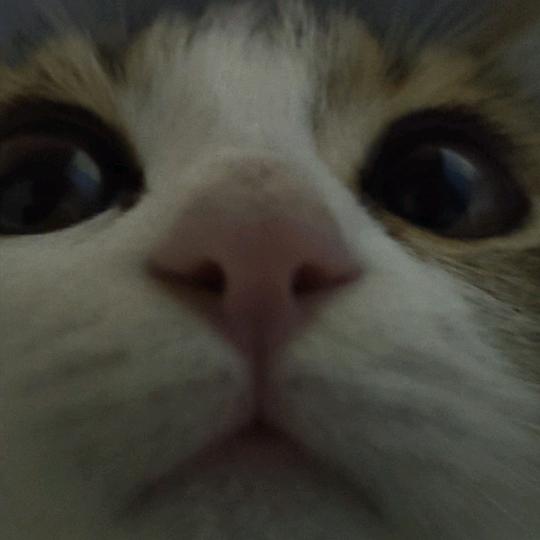 泪水打湿拼好饭