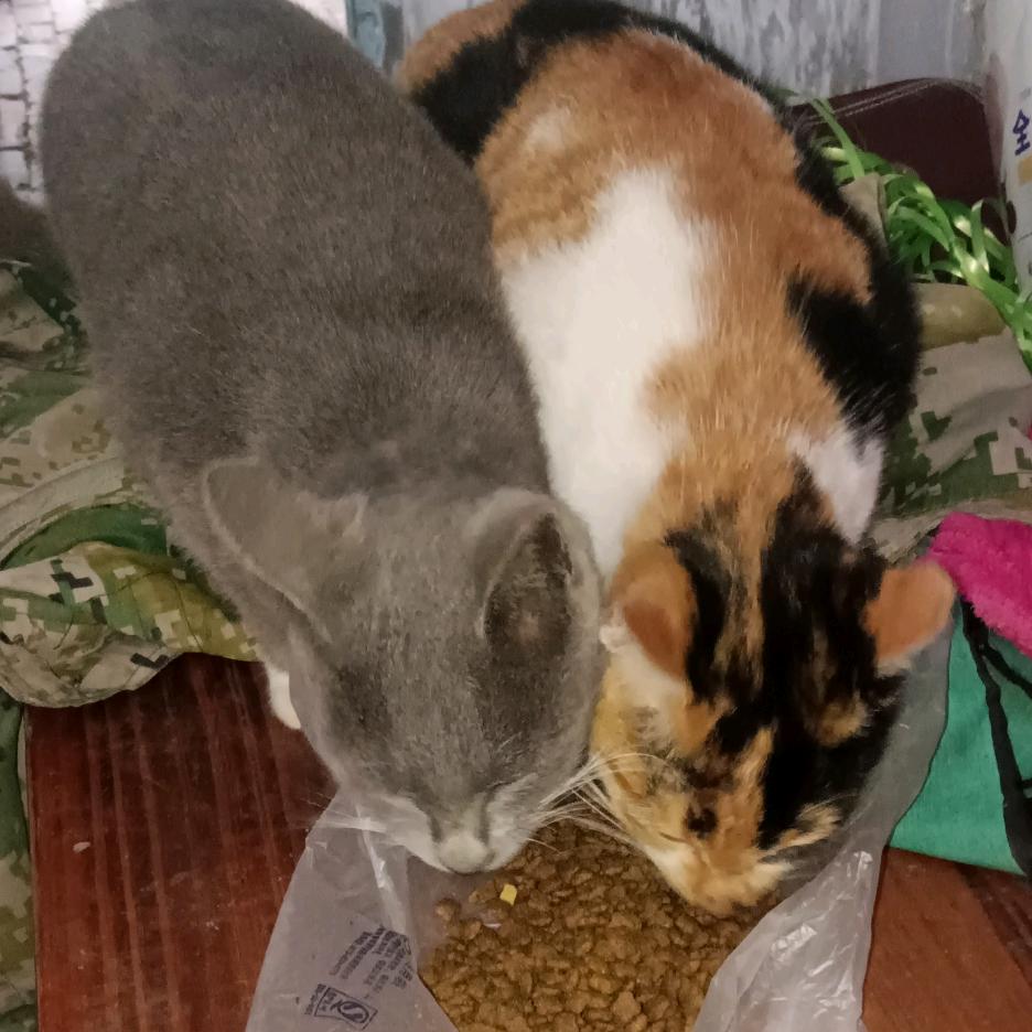猫猫😻🌹☞互关秒回☜海宁毛孩子救助中