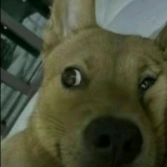ygh