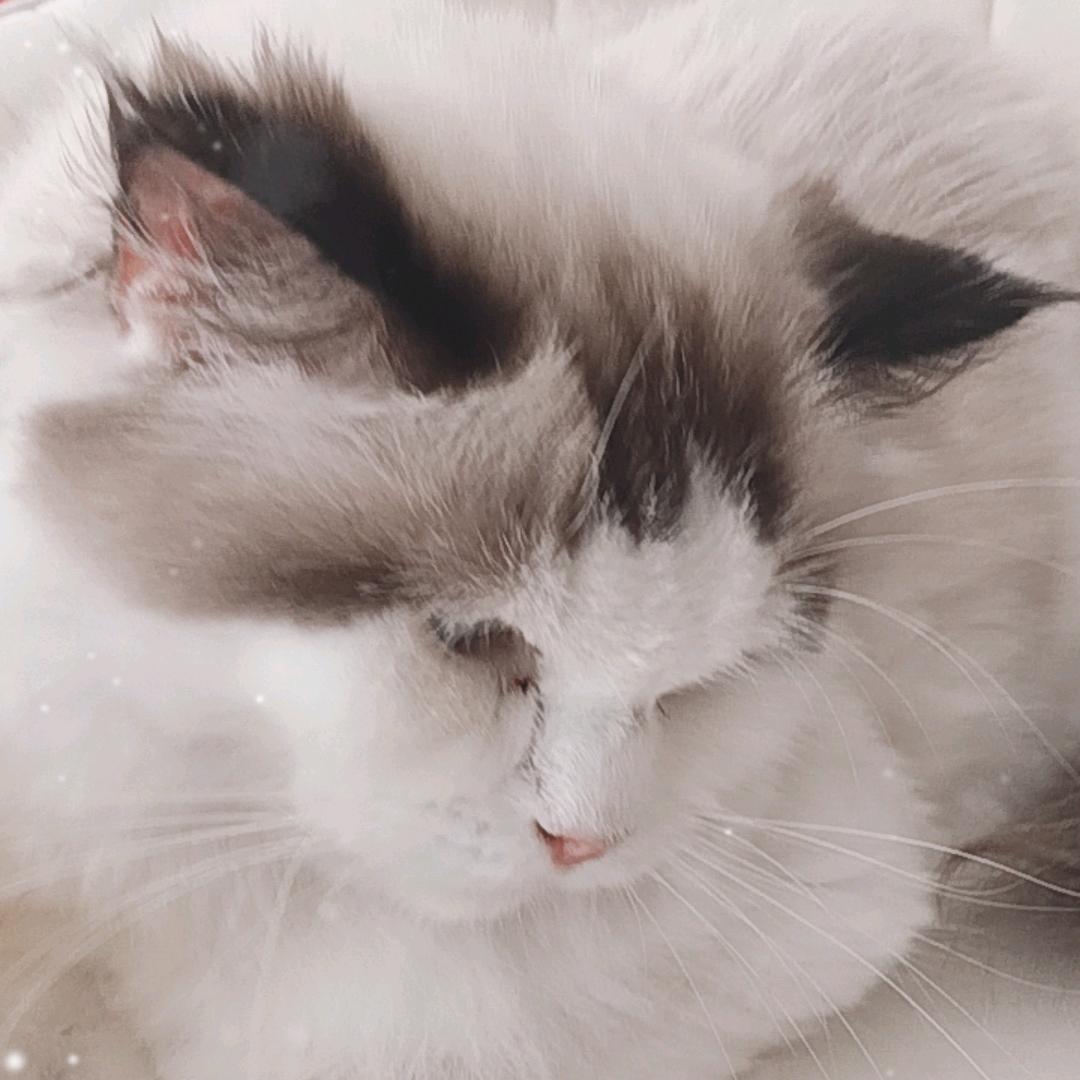 我的世界石榴