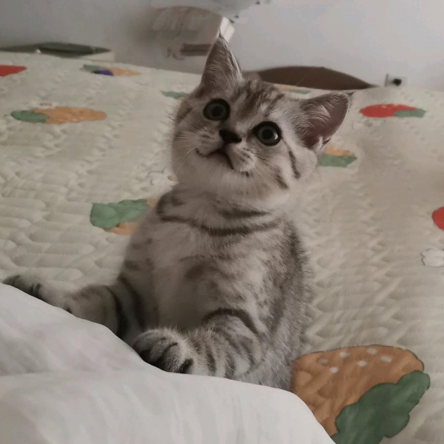 璐璐的养猫日记