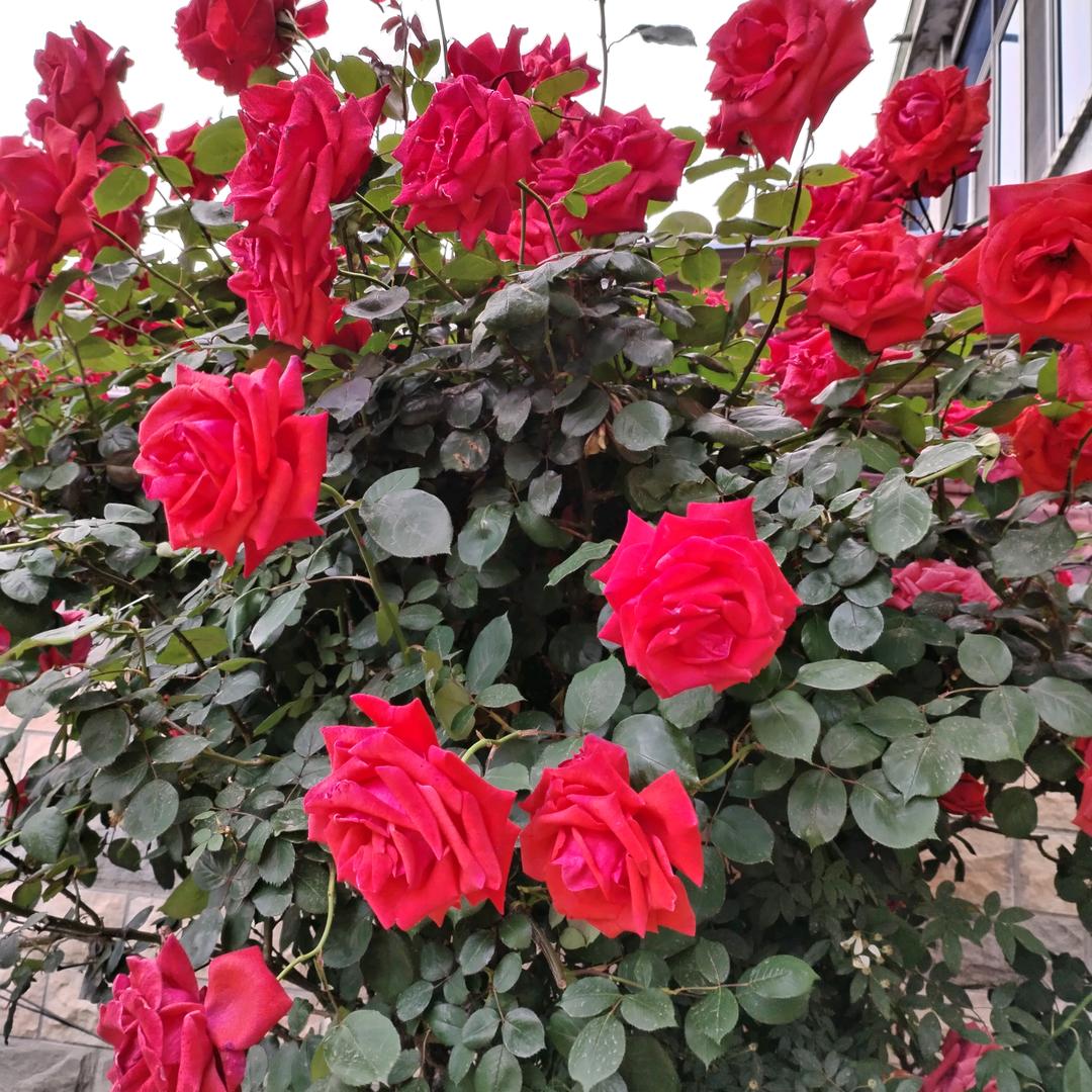 风雨人生🌺🌺