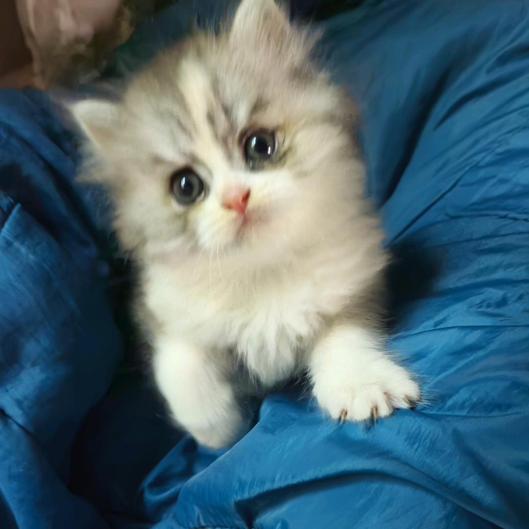 花～花