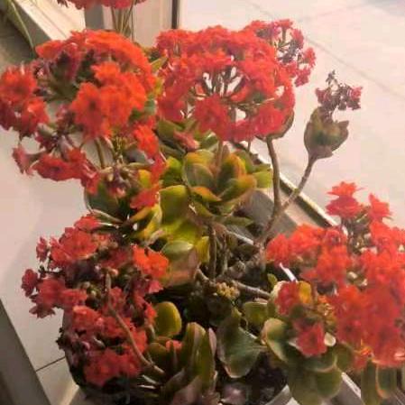 ( ՞ټ՞)雨后见彩虹( ՞ټ՞)