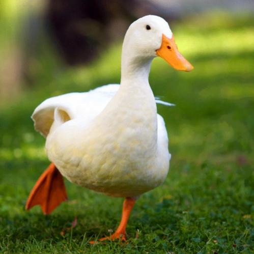 小牧侠科学养鸭