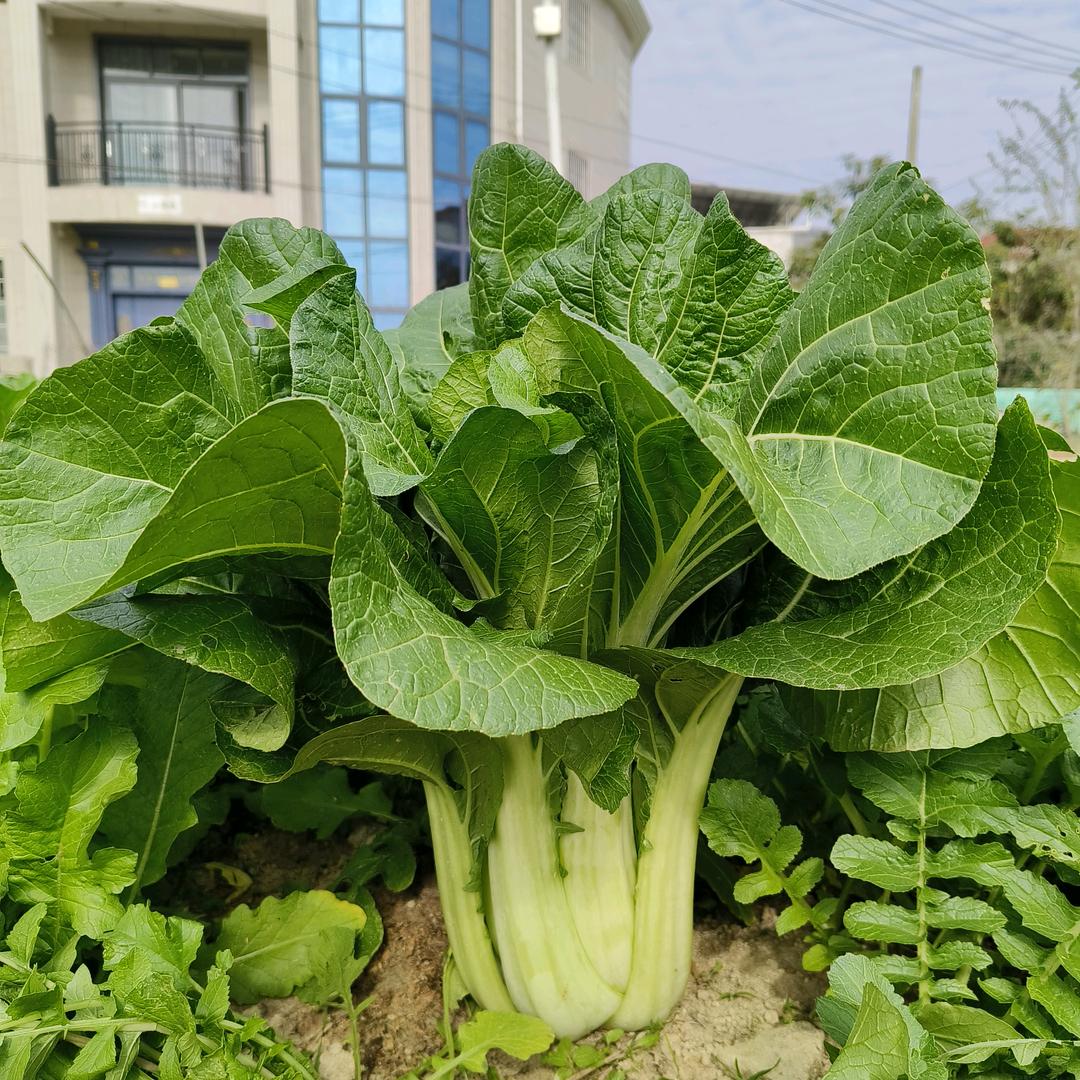 小飛
