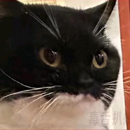 🌈🌈✨✨✨黑猫警长✨✨