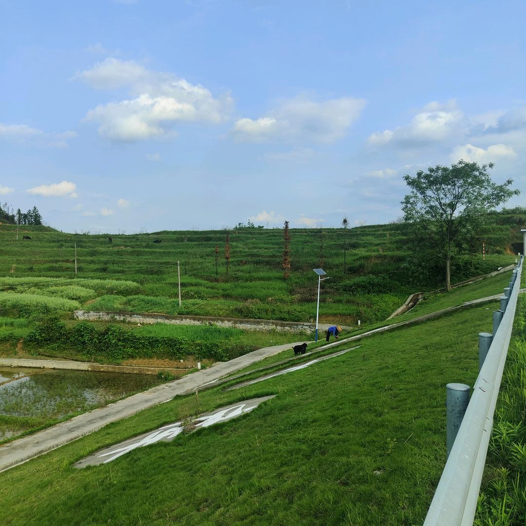 秋香丙愫榴莲苗基地