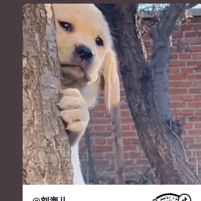 东张西望