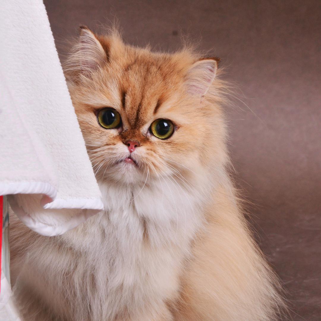 滕州帅狗犬舍（精品雪纳瑞）