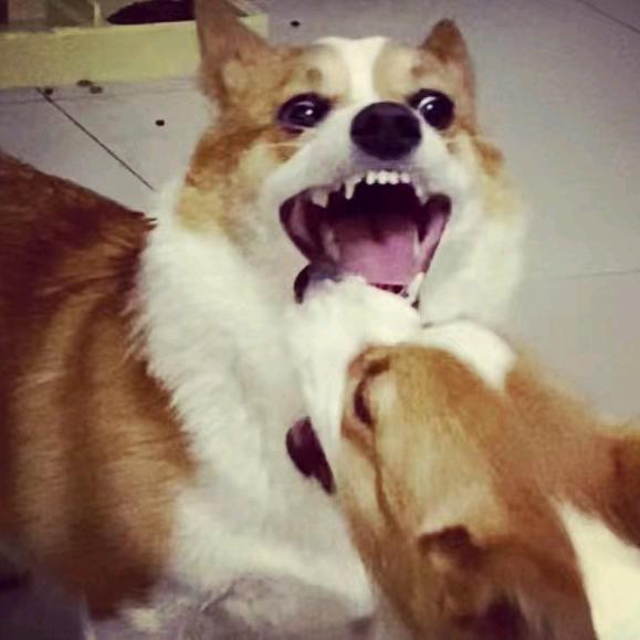 虾仔