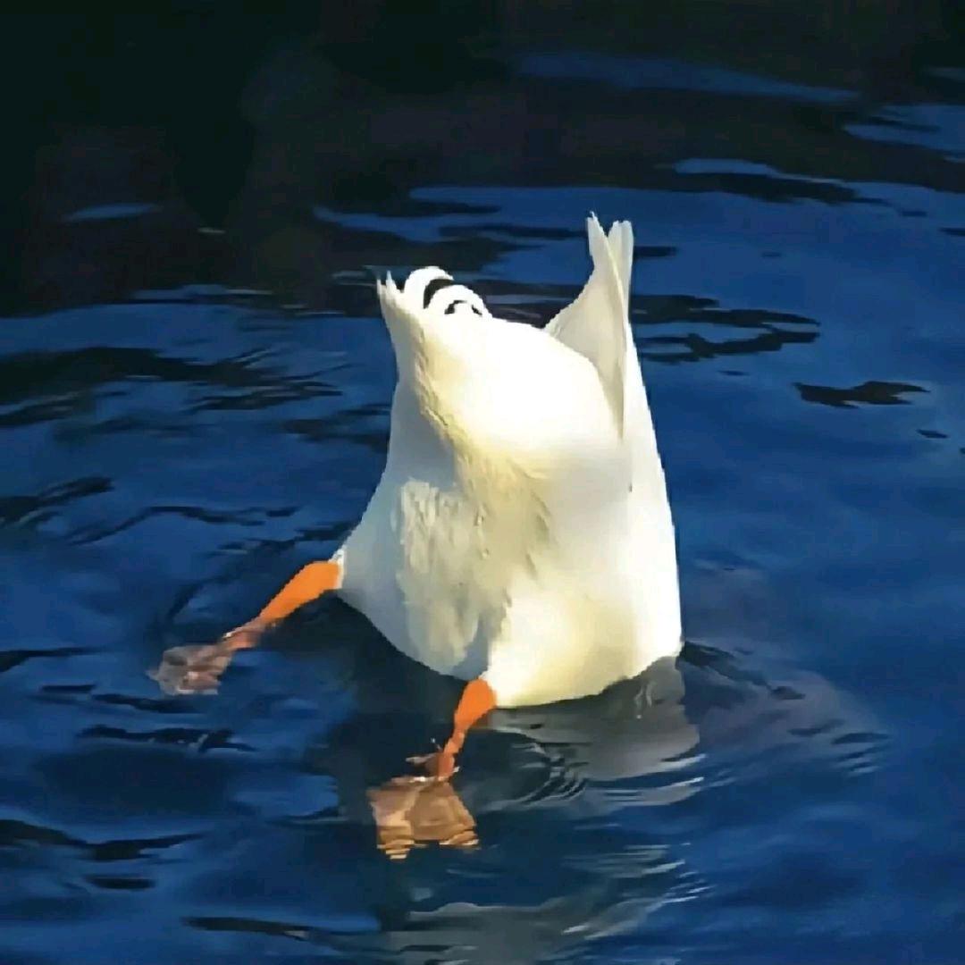 升升大帅比