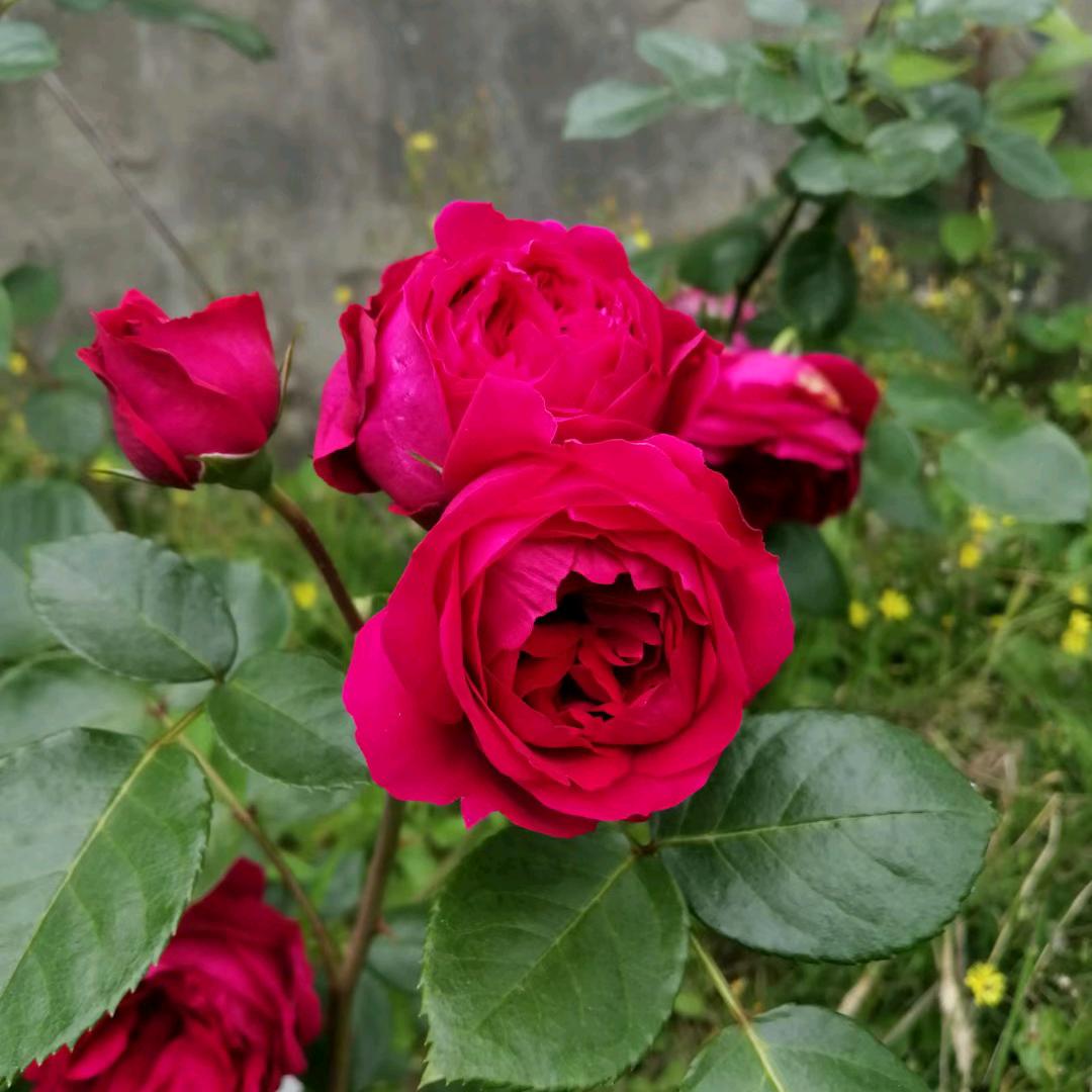 🌺 浅凉꧔ꦿ᭄夏忆💞²⁰²³