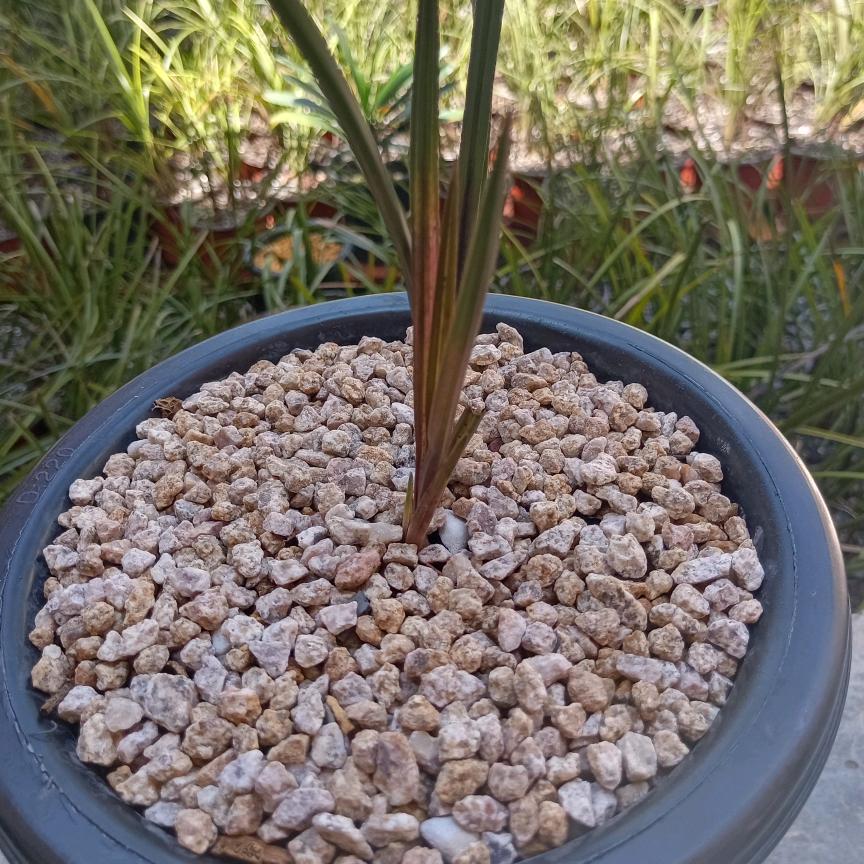 马文林九寨沟澜瑞花卉小铺