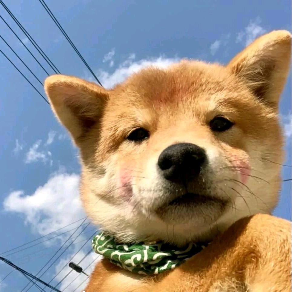 猪猪辉没头脑🍖