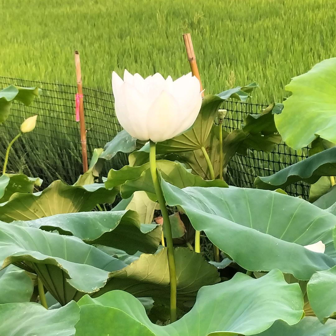 喝茶