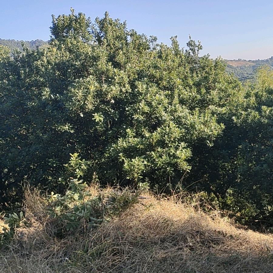 福建东魁杨梅种植基地