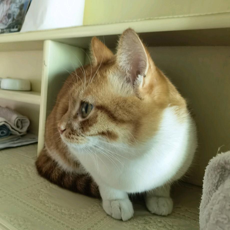 机器猫