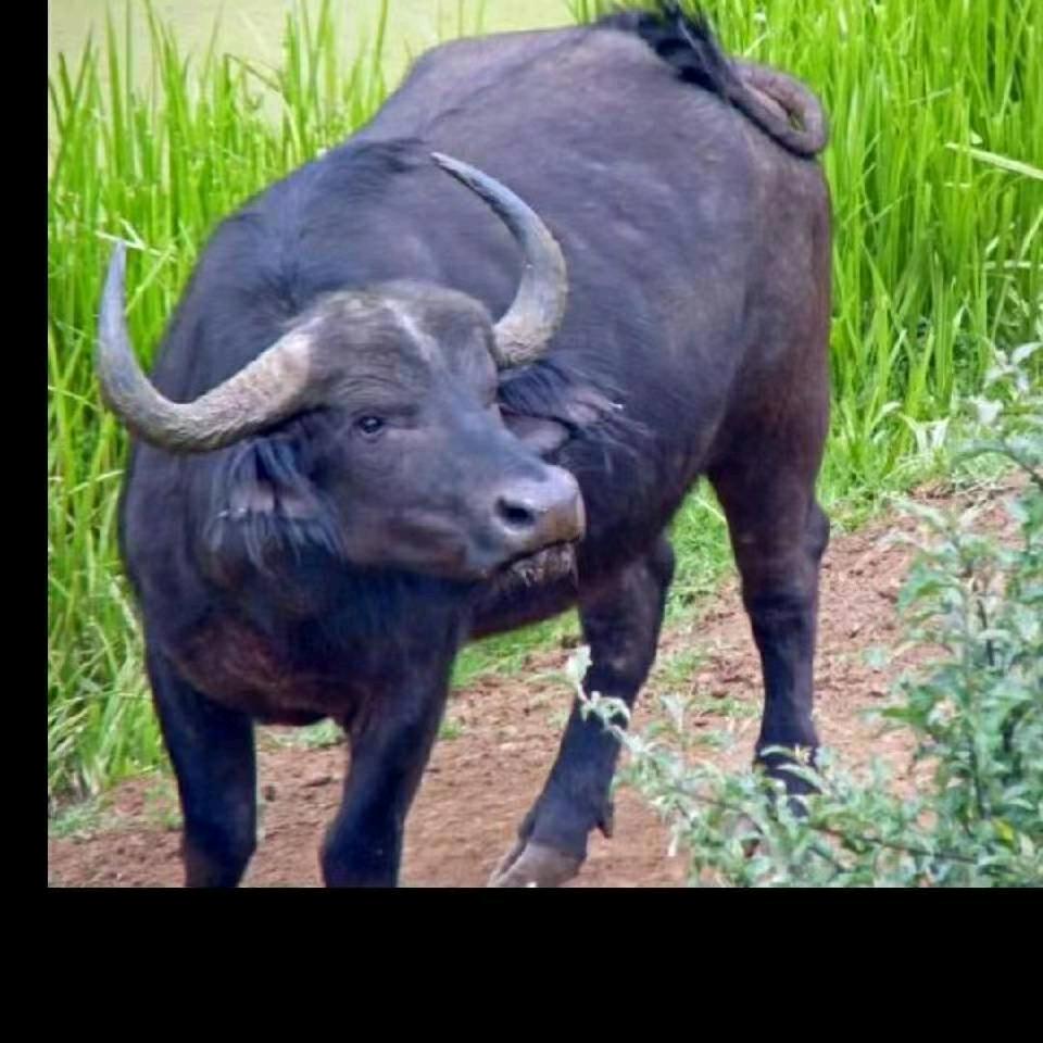 陆记水牛肉