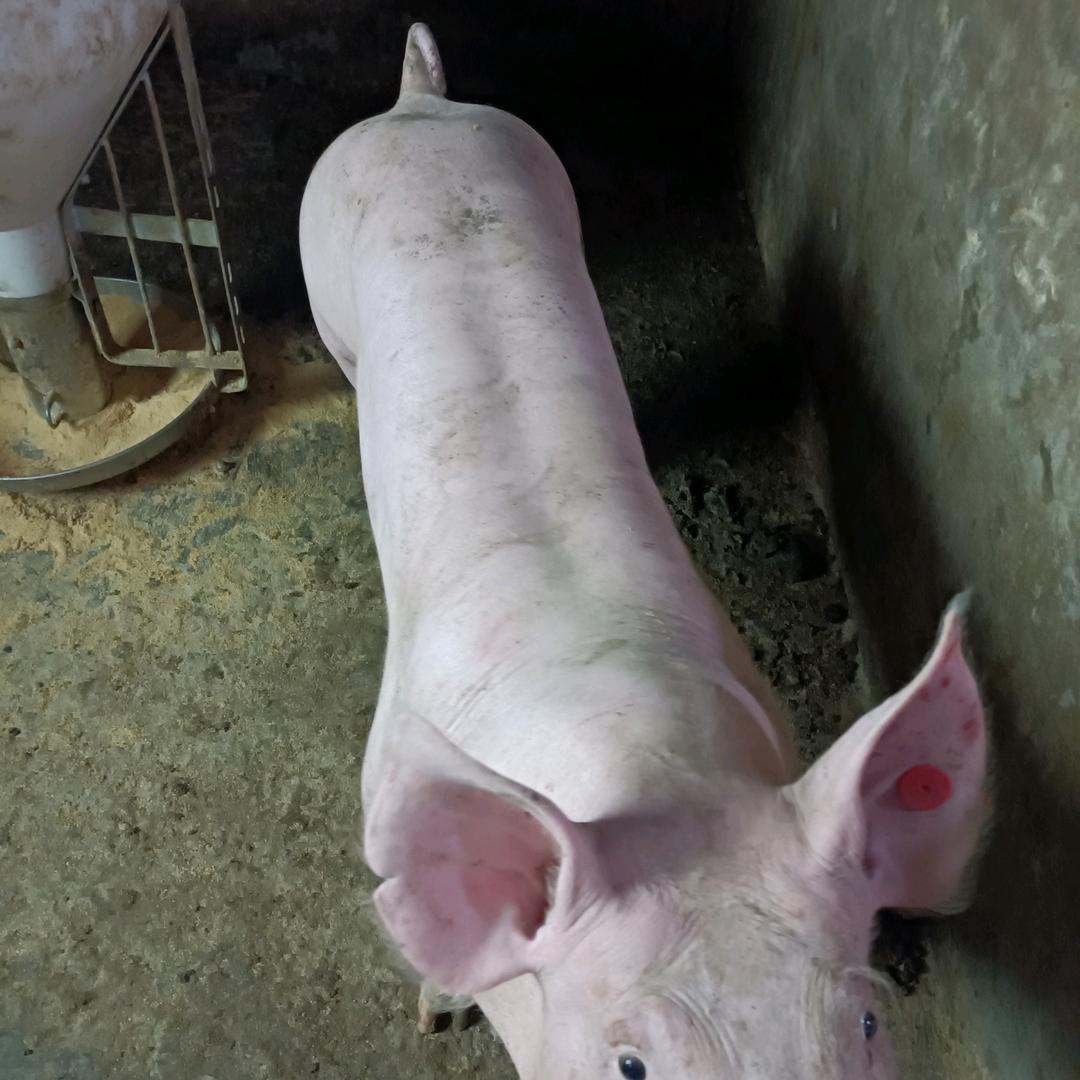 陈家寨石人陈琴