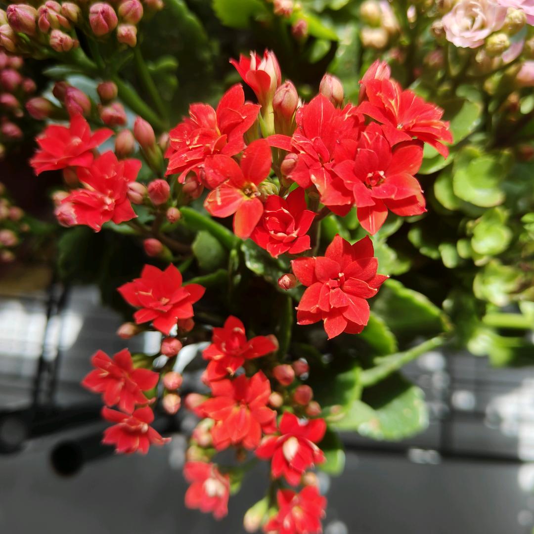 繁花与你