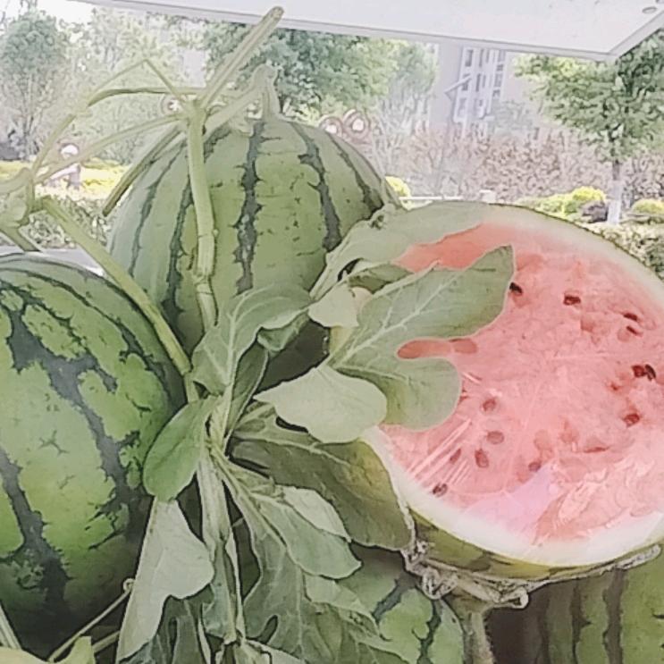 平板大军专供西瓜