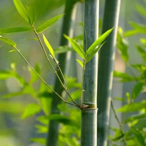 傻开心的五O后〈施〉