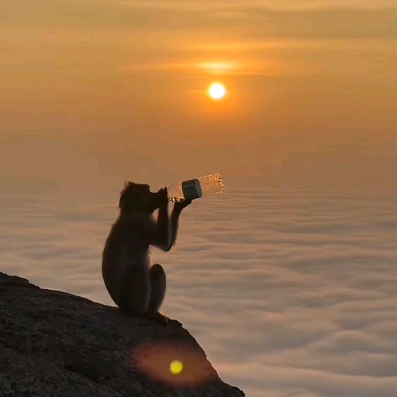 在逃吗喽想吃甘蔗