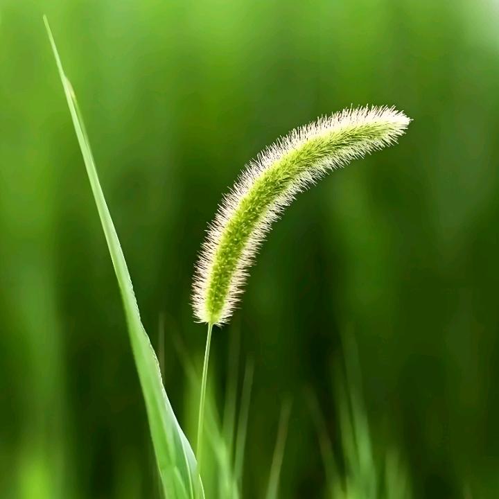哪束狗尾巴草头像