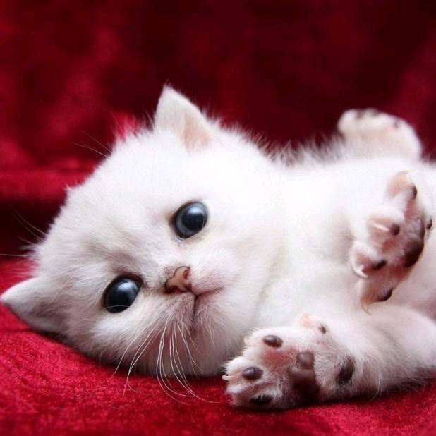 ༄ོ࿆ℒøṽℯ᭨ᮩ໊ഒᩚ࿐