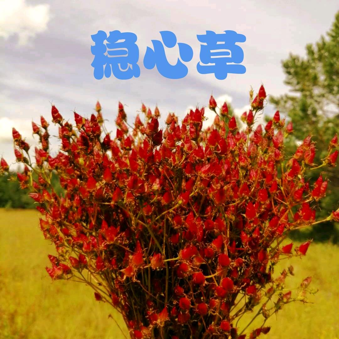 内蒙古特产绿色食品！