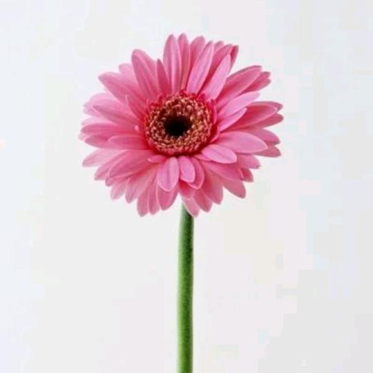 永不褪色的执念