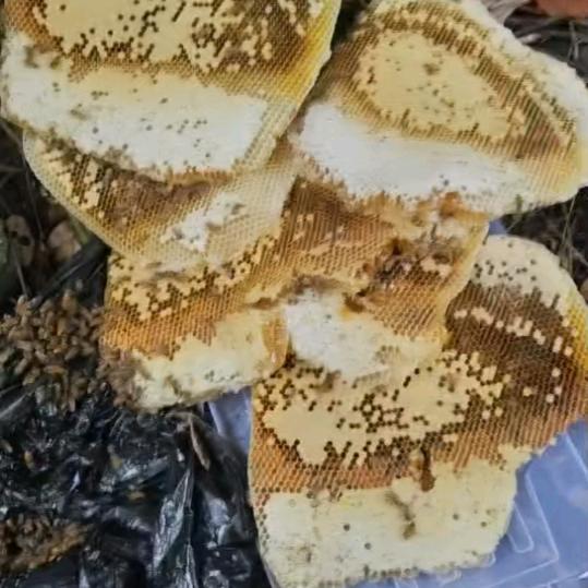 诱蜂高手野蜂蜜