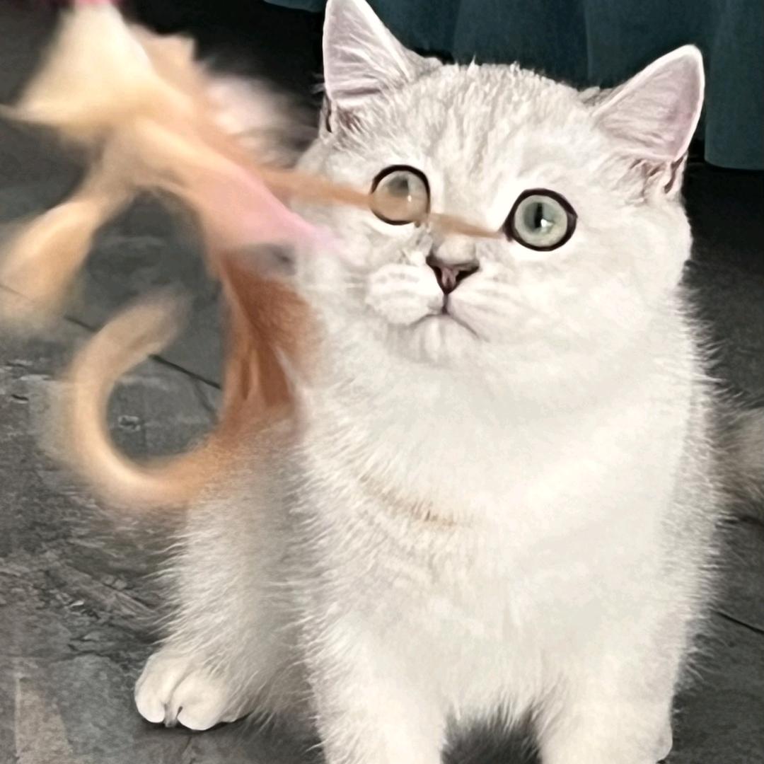 欢欢是只咪呀