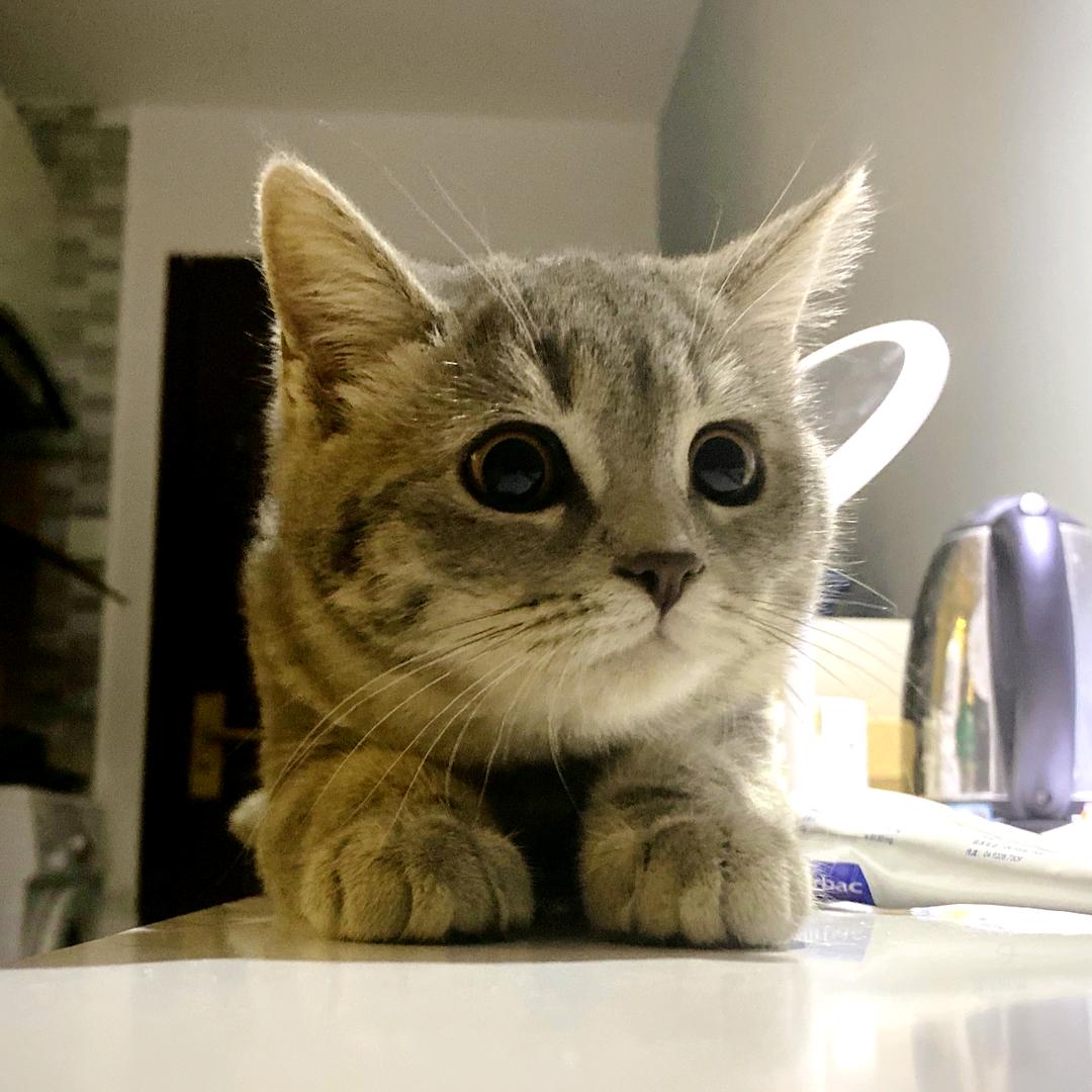 妹妹是只喵吖🐾