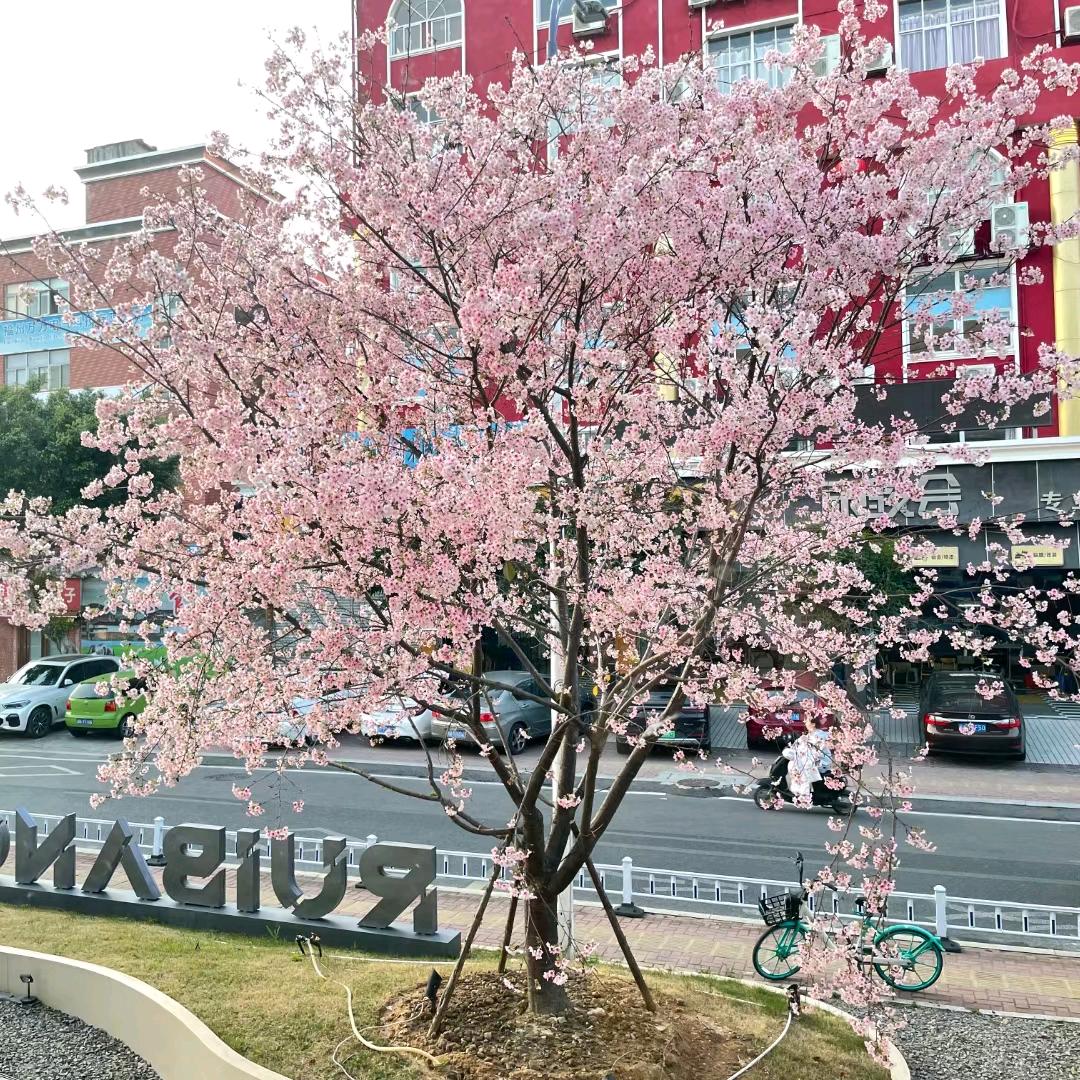 大渔 牡丹 红粉 山樱花专供 小罗