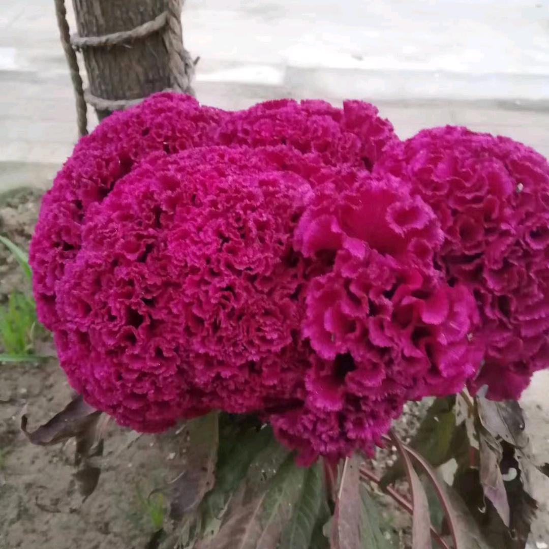 七零后的老阿姨