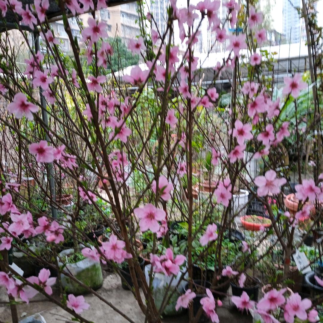 一枝花