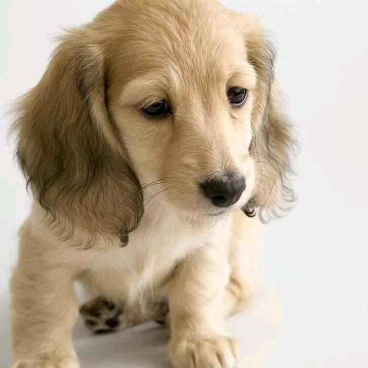 SDC吸水树脂(迷茫的)