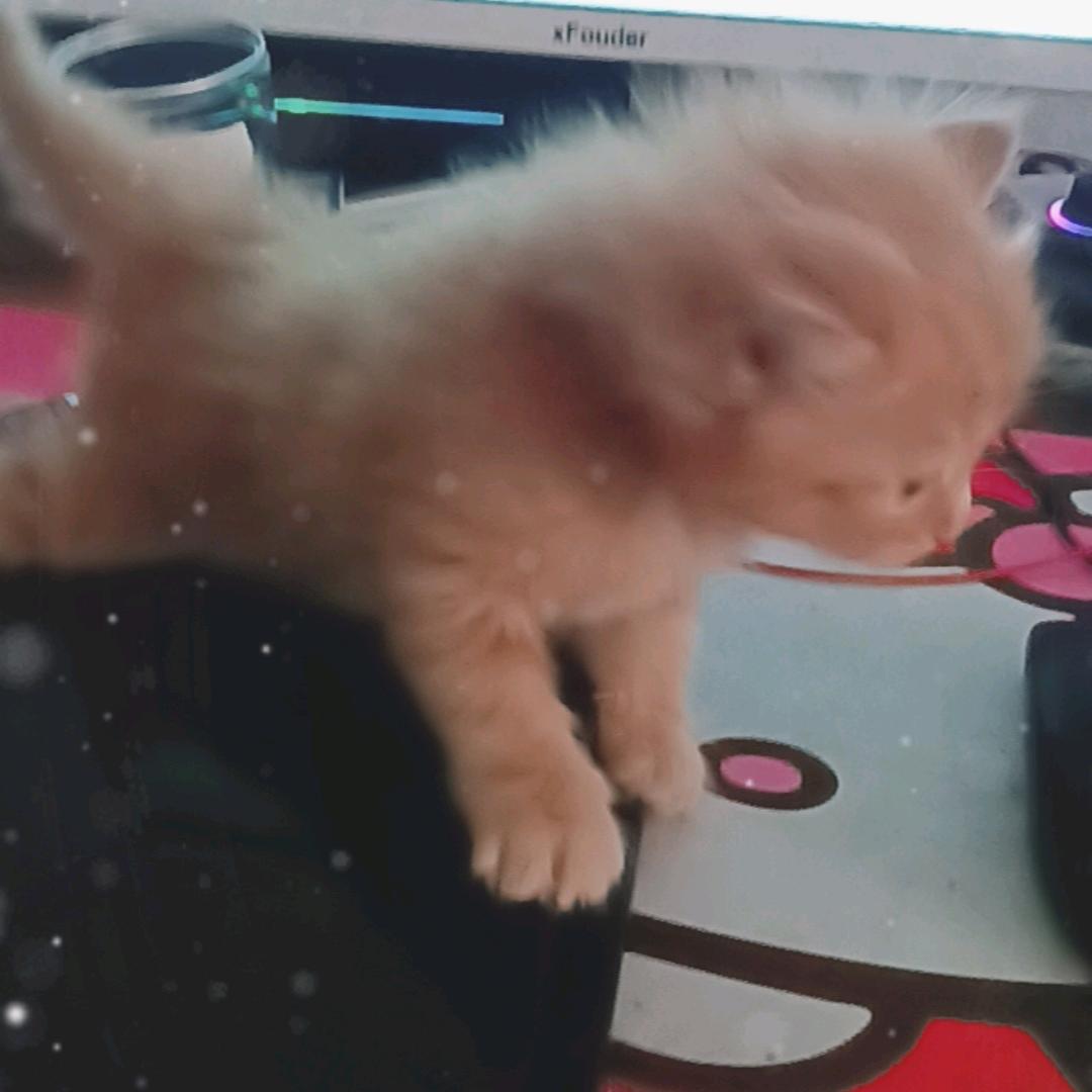 红人老陈