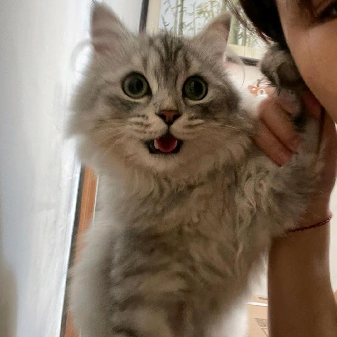 啊啊啊 阿吉呀jindu！