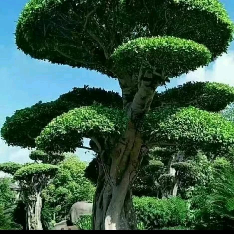 你是我的小情人