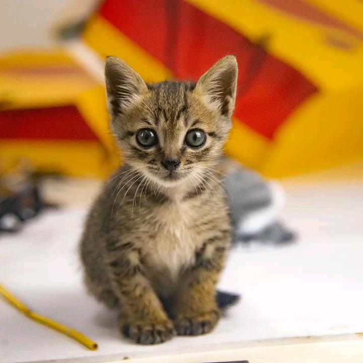 舔狗