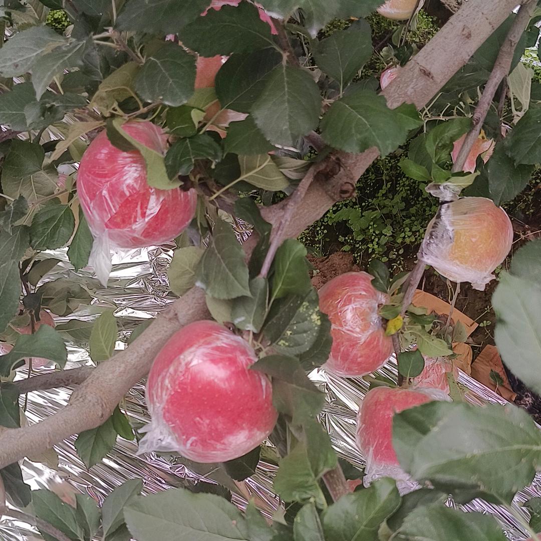 中原水果供应链