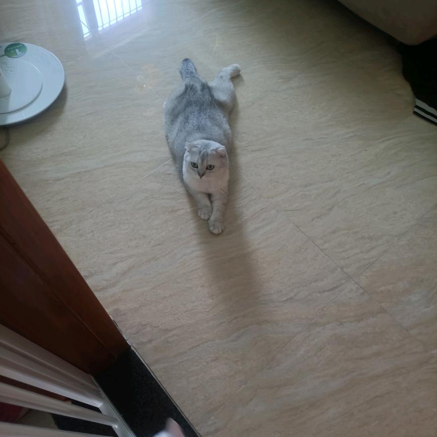 大猫🐱